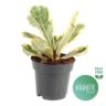 image produit FICUS LYRATA YVORA D14