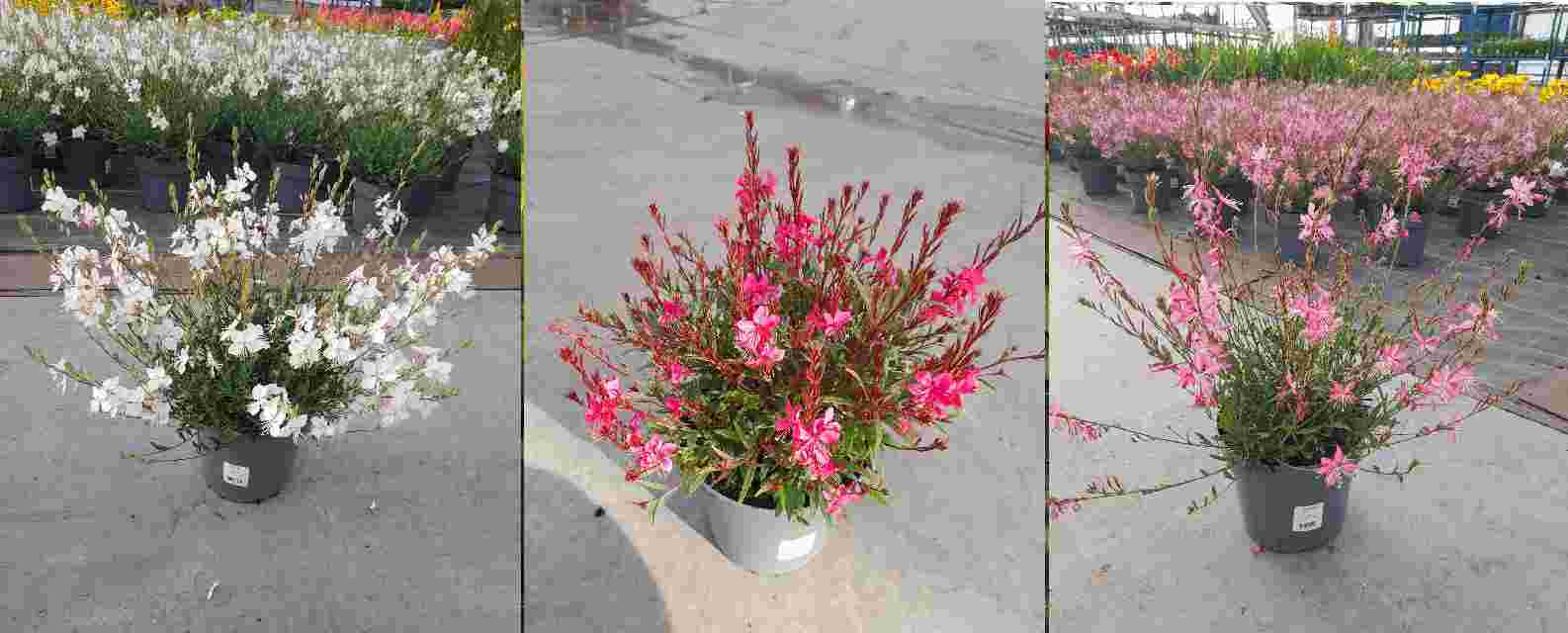 image produit GAURA LINDHEIMERI AUTRE D21