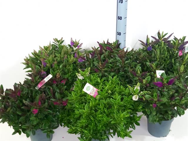 image produit HEBE ADDENDA MELANGE D17