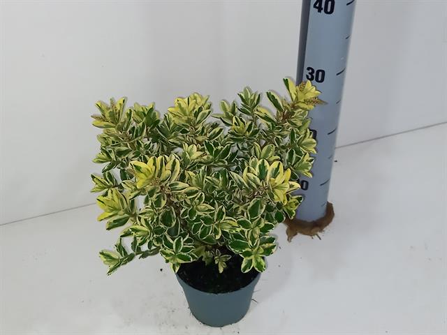 image produit HEBE 'ANDERSONII VARIEGATA' D1
