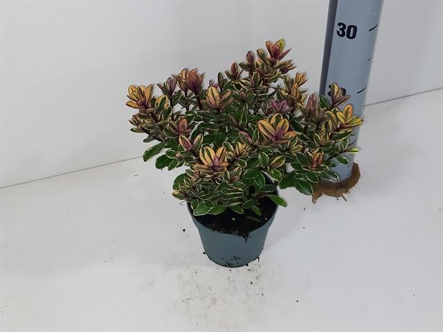 image produit HEBE TRICOLOR D12