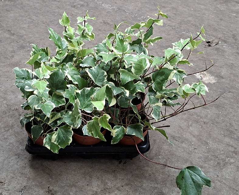 image produit HEDERA CANARIENSIS 'GLOIRE DE