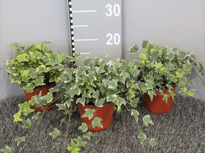 image produit HEDERA HELIX VARIEGATA D13