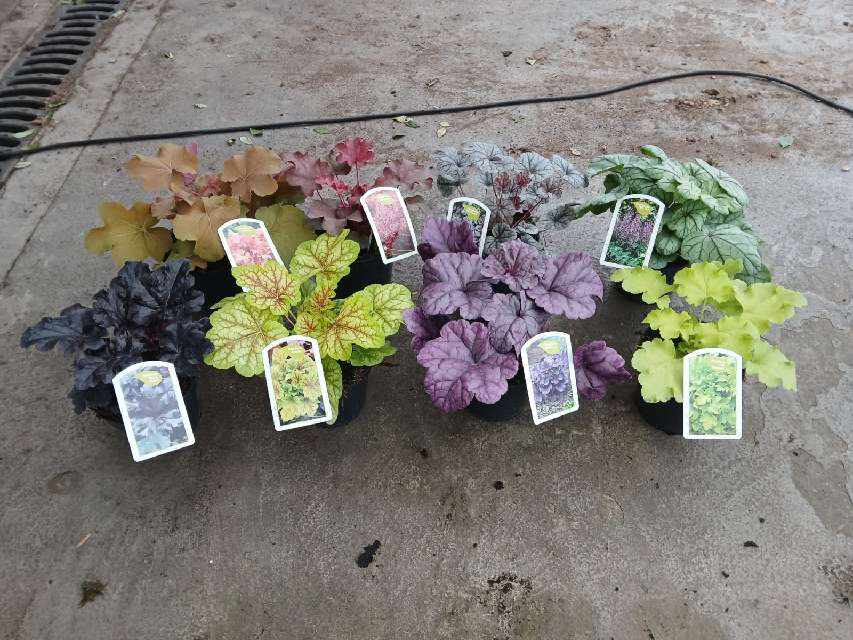 image produit HEUCHERA AUTRE D15