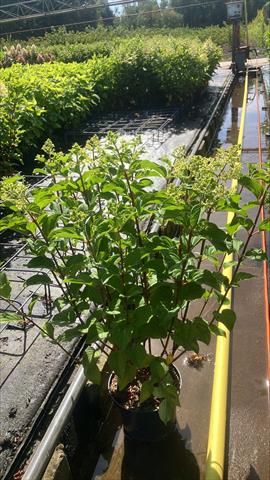 image produit HYDRANGEA PAN. SILVER DOLLAR D