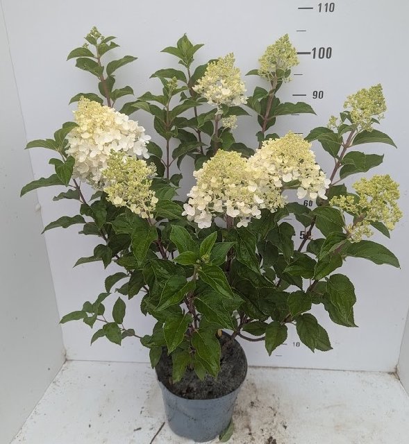 image produit HYDRANGEA PAN. SILVER DOLLAR D