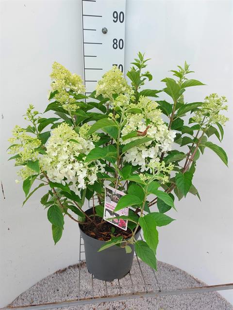 image produit HYDRANGEA PANICULATA D27