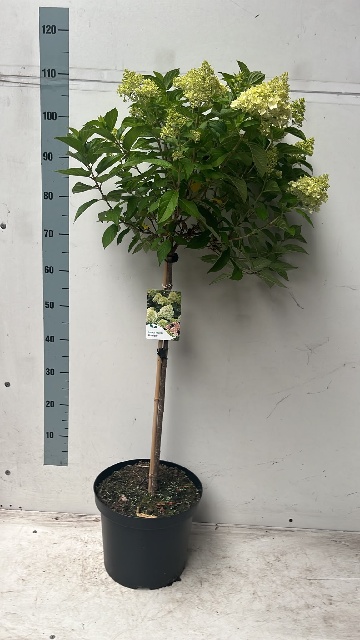 image produit HYDRANGEA PANICULATA 'LIMELIGH