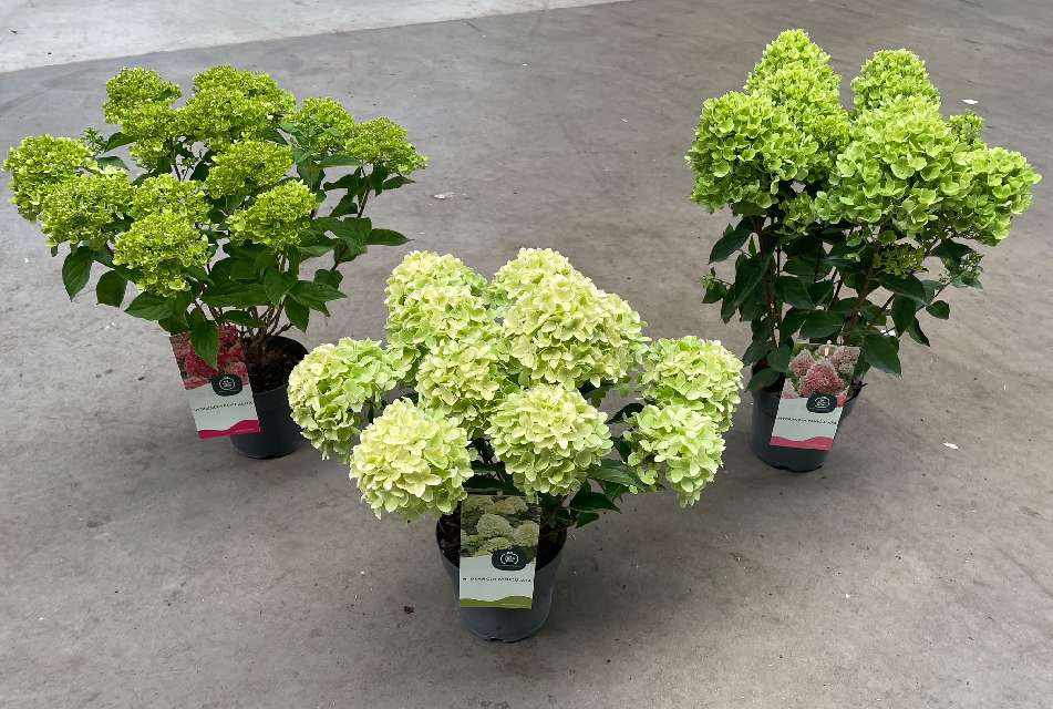 image produit HYDRANGEA PANICULATA X17