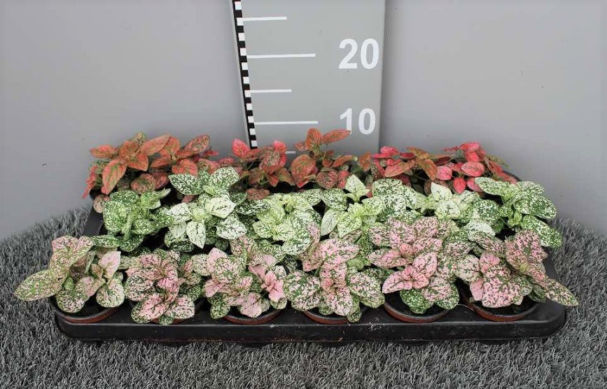 image produit HYPOESTES PHYLLOSTACHYA MELANG