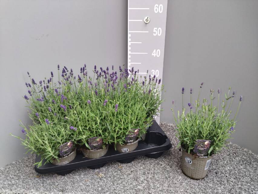 image produit LAVANDULA ANG. HIDCOTE D13