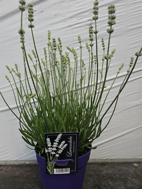 image produit LAVANDULA ANGUSTIFOLIA 'ALBA'