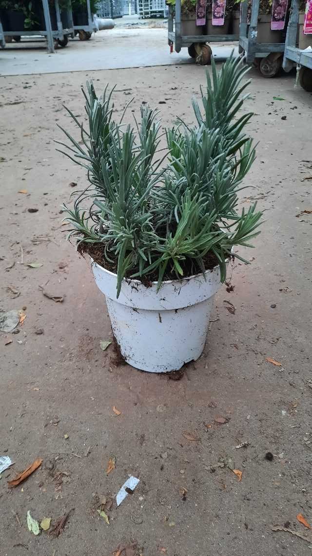 image produit LAVANDULA ANGUSTIFOLIA 'HIDCOT