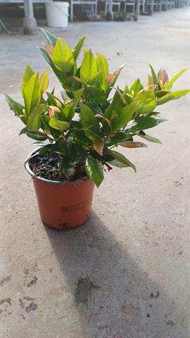 image produit LEUCOTHOE AXILLARIS 'ZEBLID' D