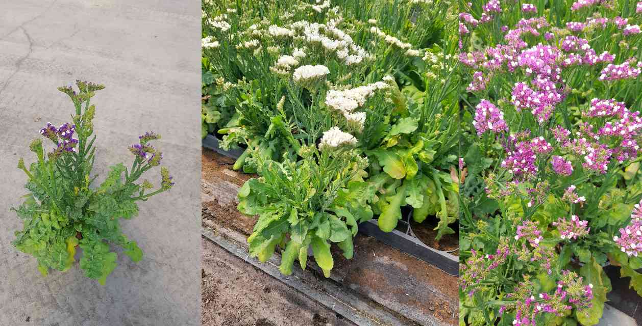 image produit LIMONIUM SINUATUM AUTRE D17