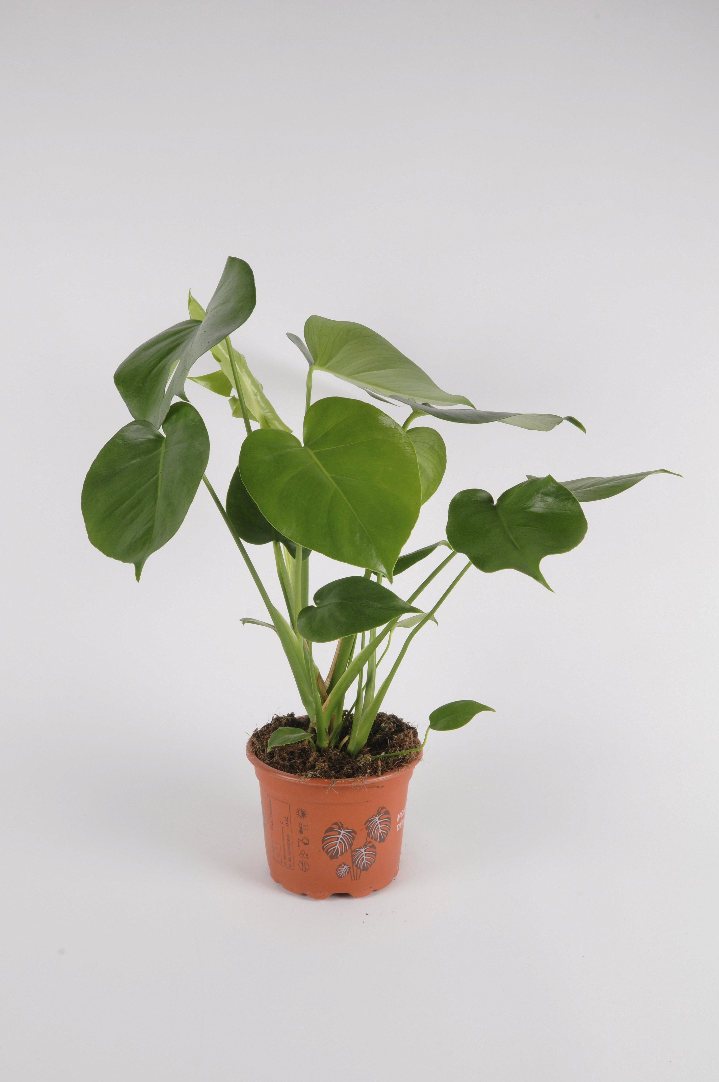 image produit MONSTERA DELICIOSA D21