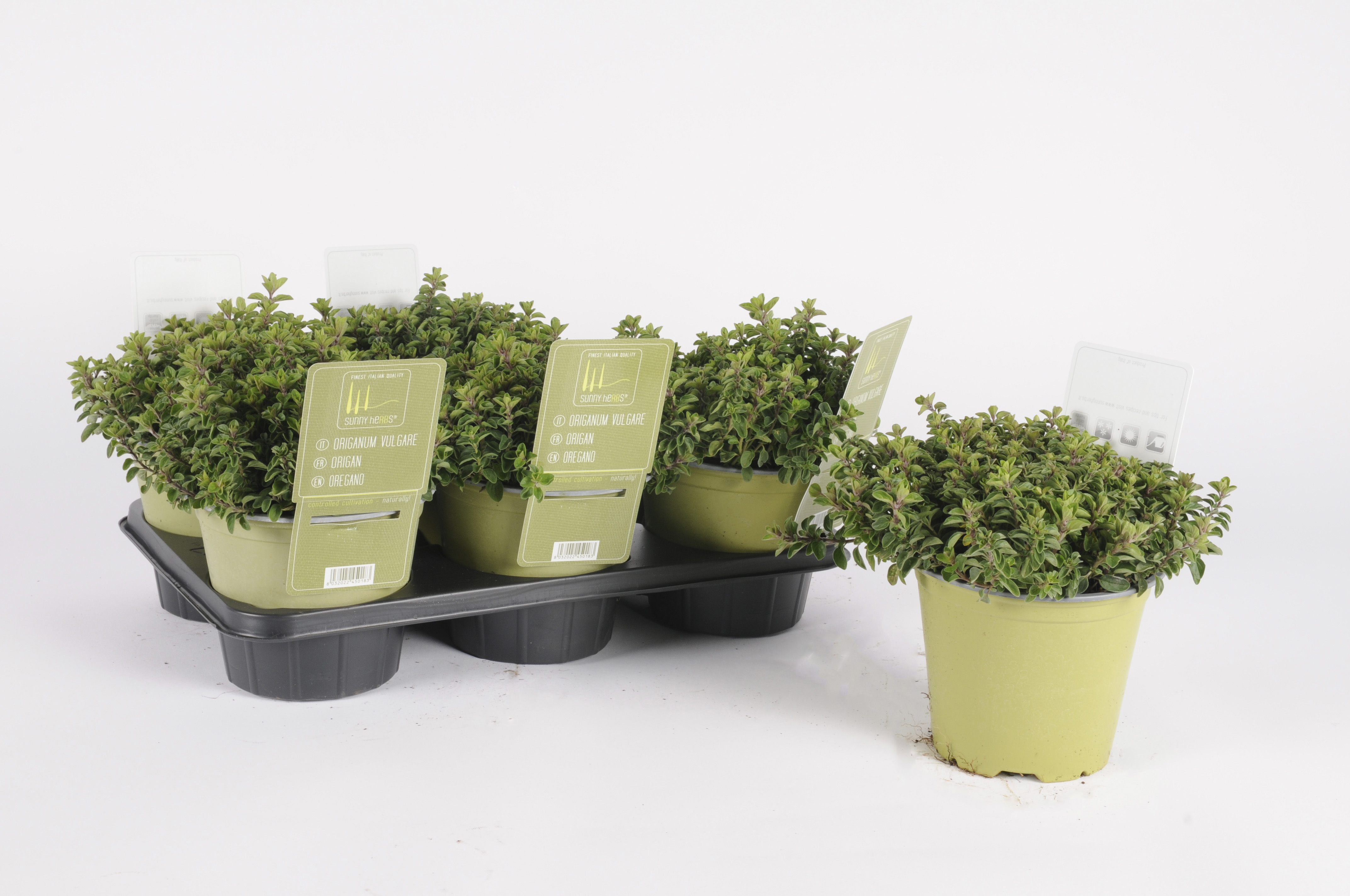 image produit ORIGAN D14