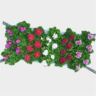 image produit PELARGONIUM (GRANDIFLORUM GRP)