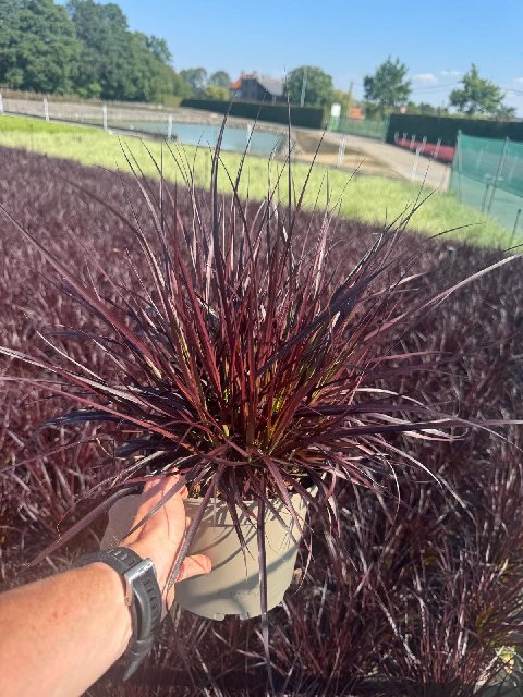 image produit PENNISETUM ADV. CHELSEA D19