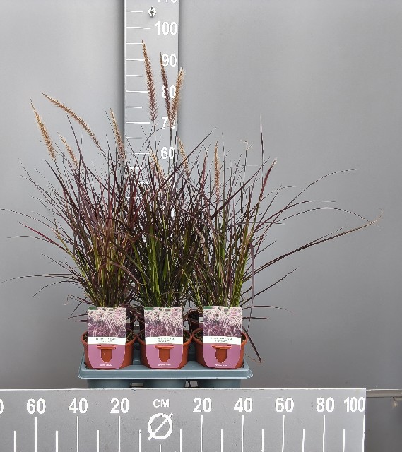 image produit PENNISETUM ADVENA 'FIREWORKS'