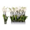image produit PHALAENOPSIS 3T WHITE WORLD D1