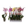 image produit PHALAENOPSIS MELANGE 7 COULEUR