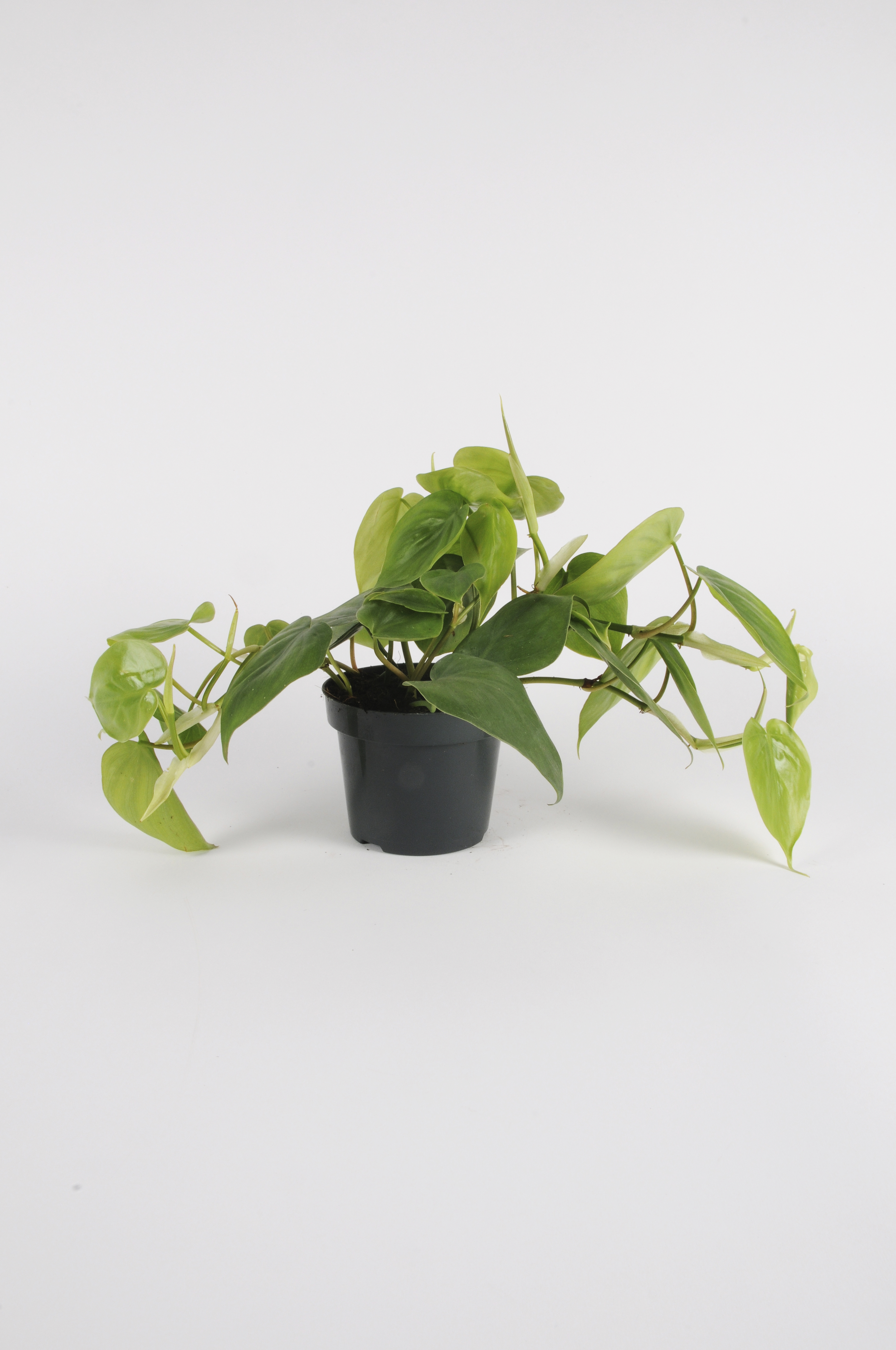 image produit PHILODENDRON SCANDENS D12