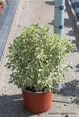 image produit PITTOSPORUM TEN. VARIEGATUM D1