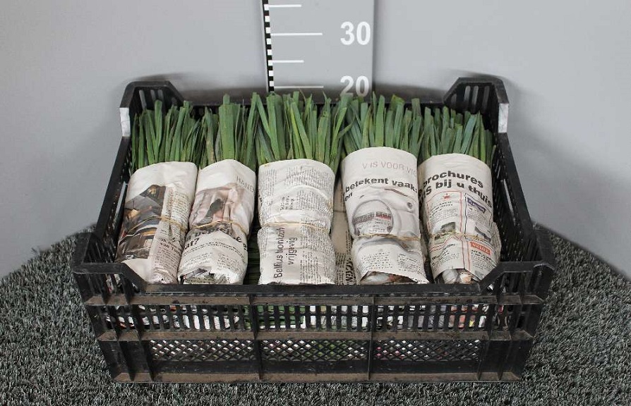 image produit POIREAU ALLIUM PORRUM