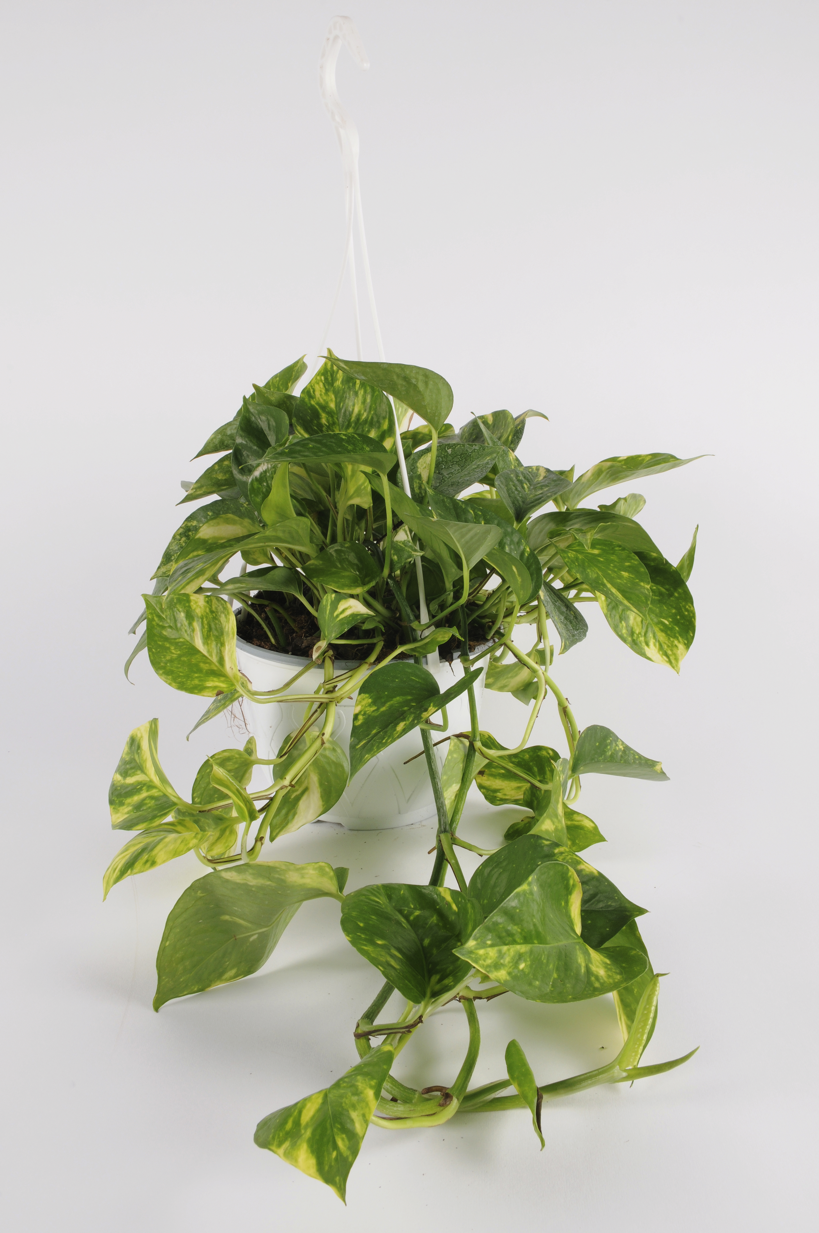 image produit SCINDAPSUS PICTUS SILVERY ANN