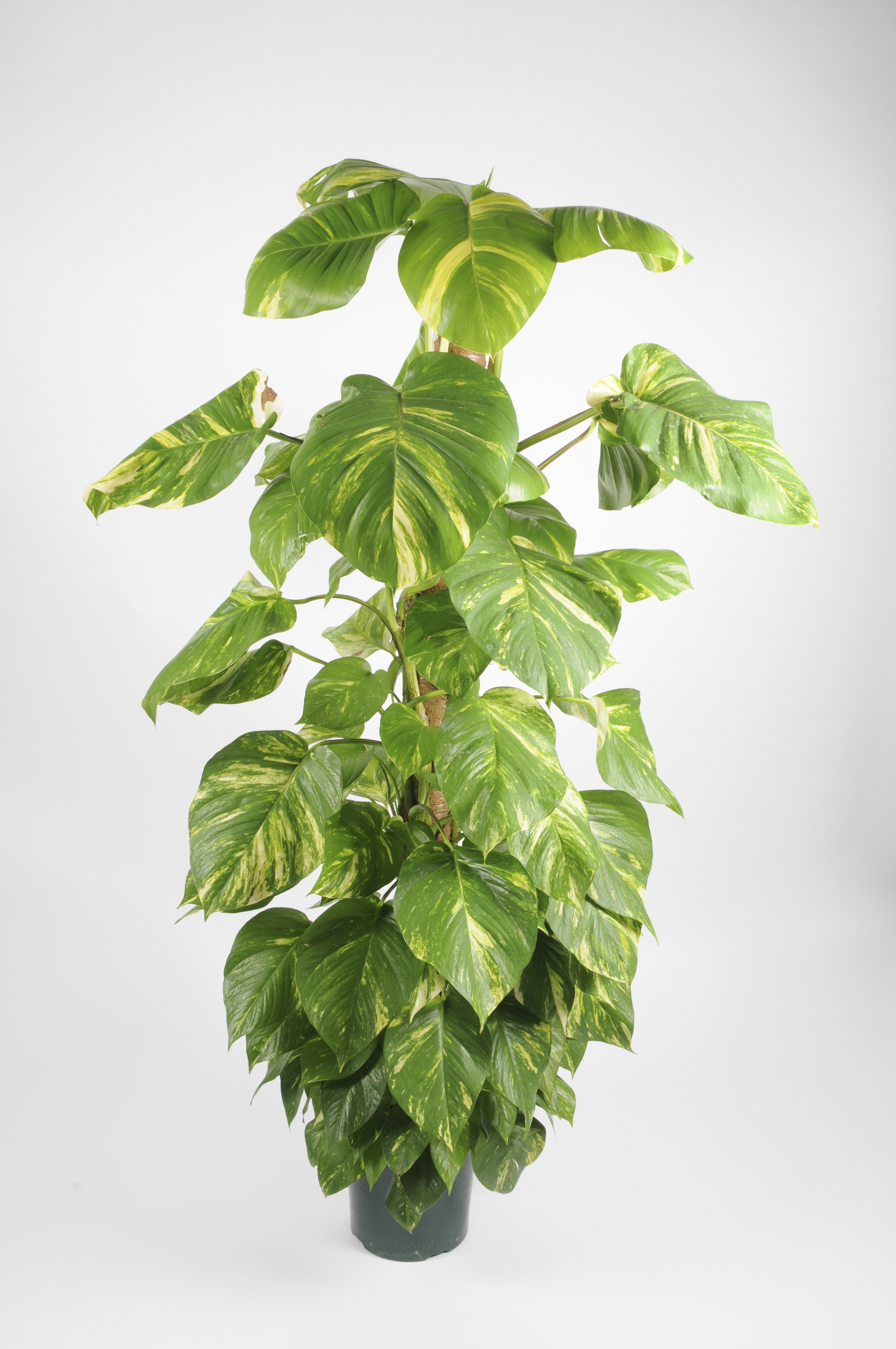 image produit POTHOS TUTEUR D24 150CM