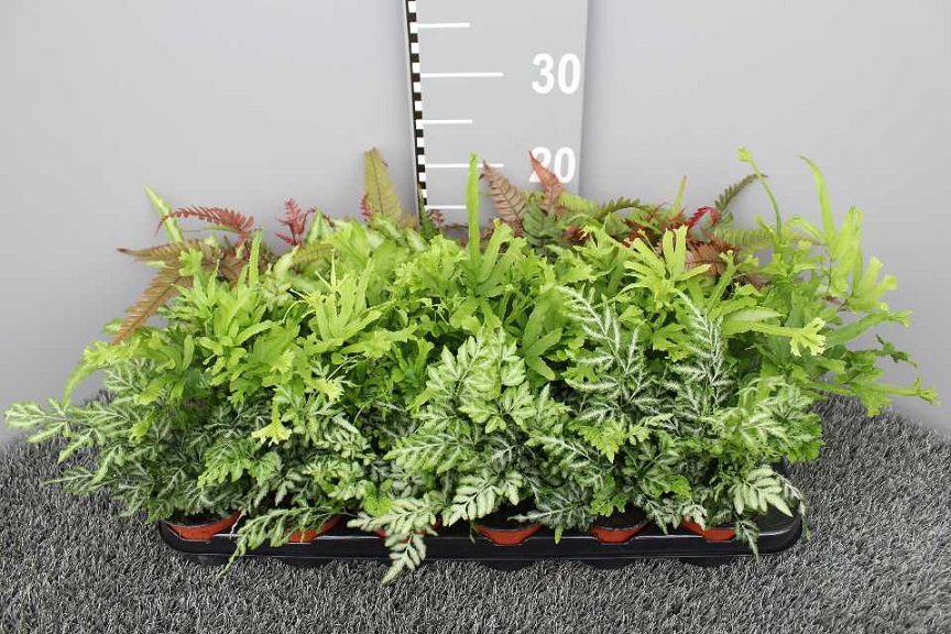 image produit PTERIS MELANGE D9