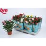 image produit ROSA BEAU MONDE MELANGE D10