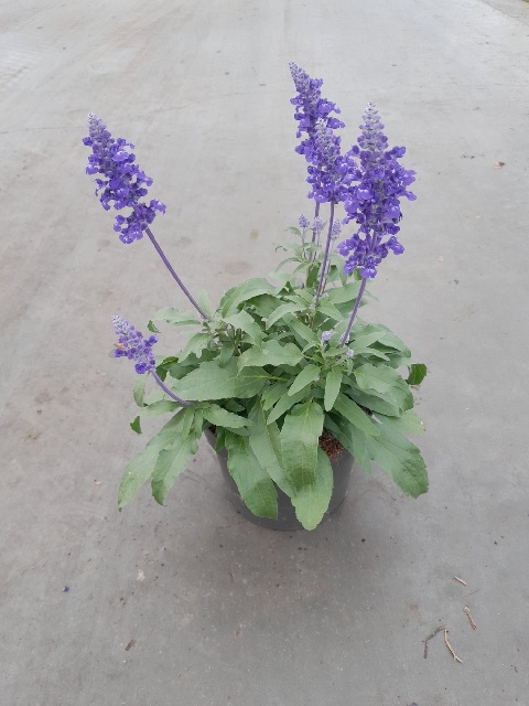 image produit SALVIA FARINACEA D17