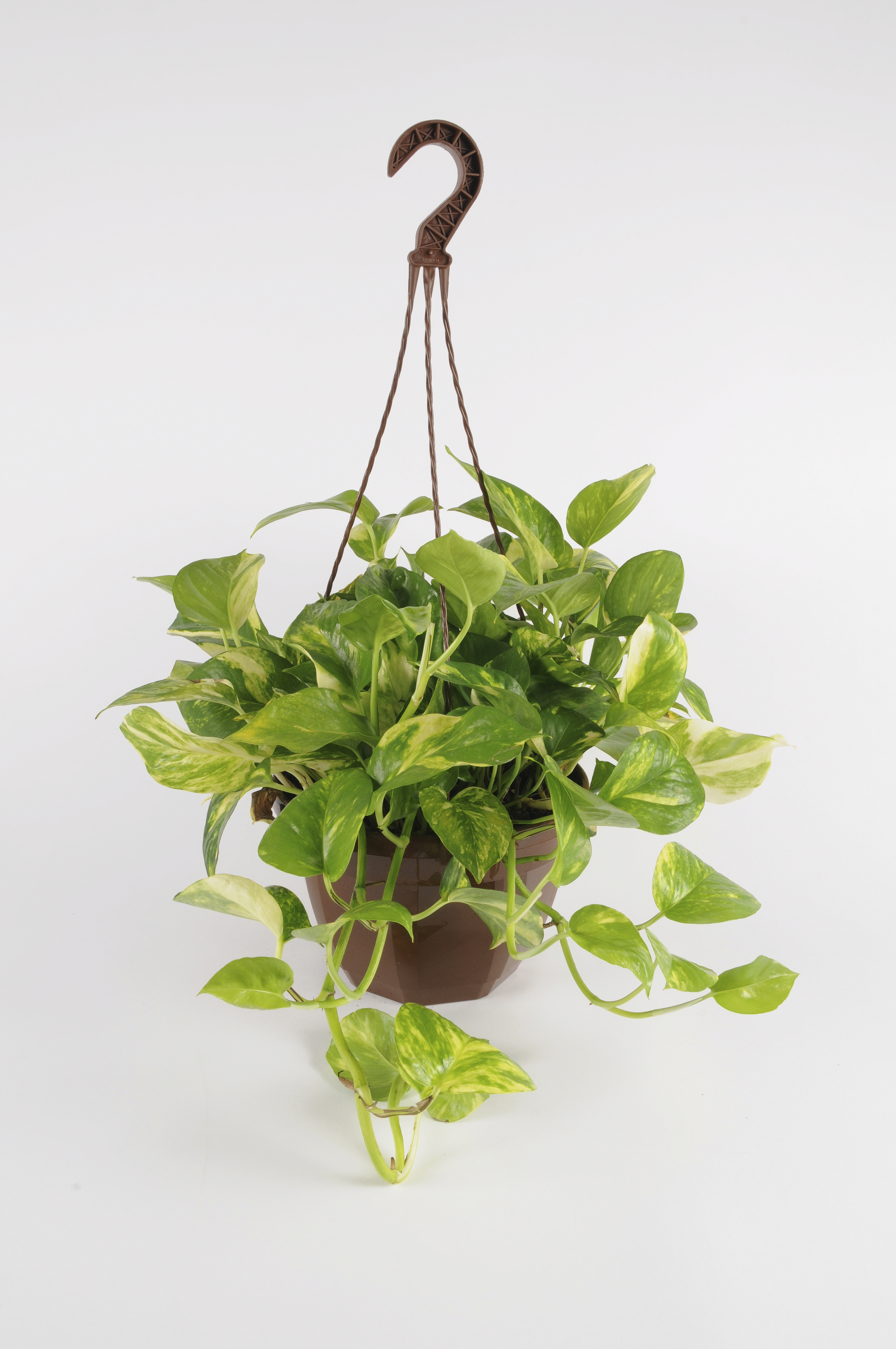 image produit SCINDAPSUS PICTUS ARGYRAEUS D1