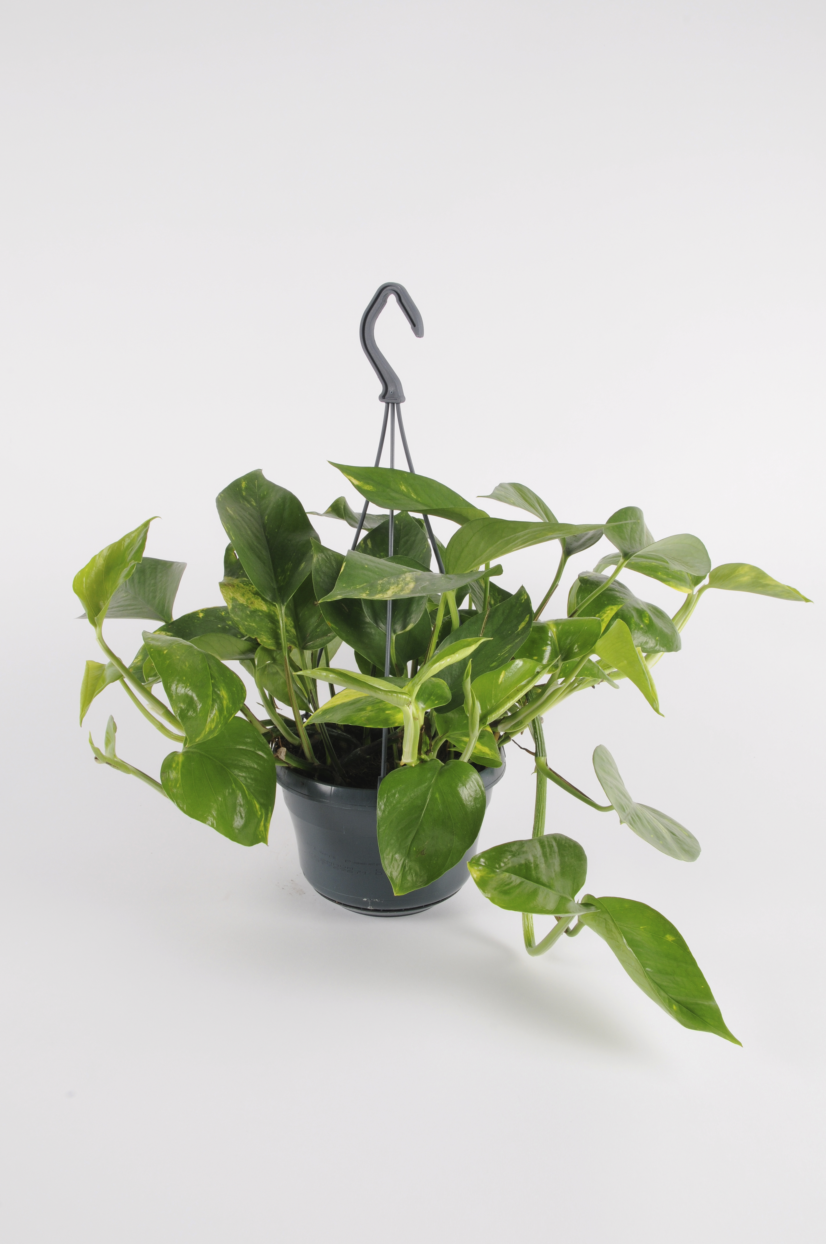 image produit SCINDAPSUS TUT.MOUSSE PAN. D15