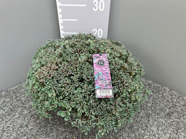 image produit SEDUM CAUTICOLA 'LIDAKENSE' CO