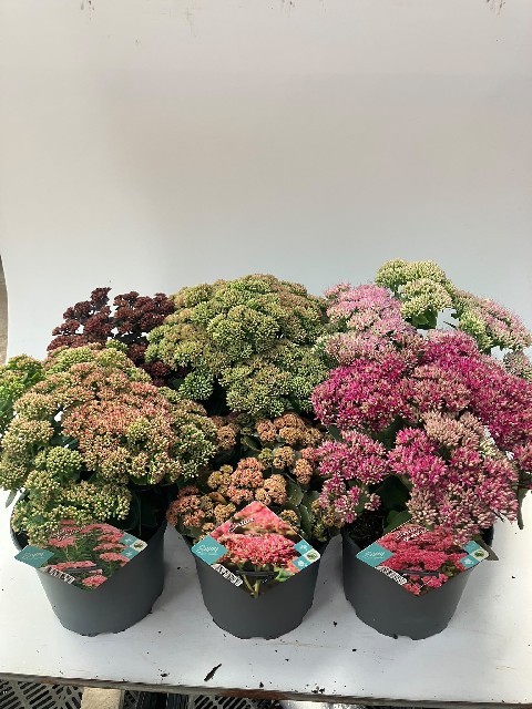 image produit SEDUM MELANGE D19