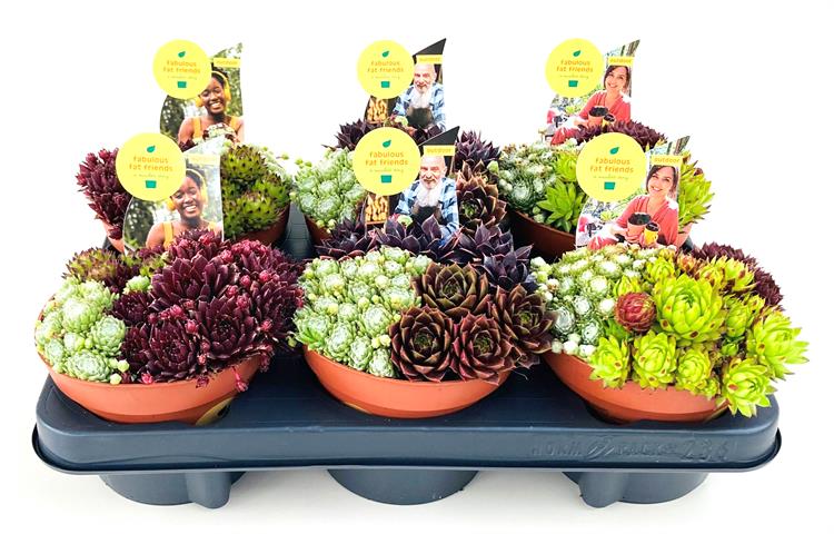 image produit SEMPERVIVUM CALCAREUM D17