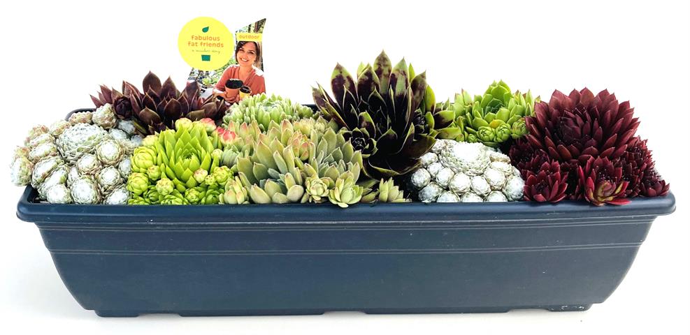 image produit SEMPERVIVUM JARDINIERE D40