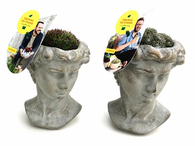image produit SEMPERVIVUM TETE ANTIQUE D12