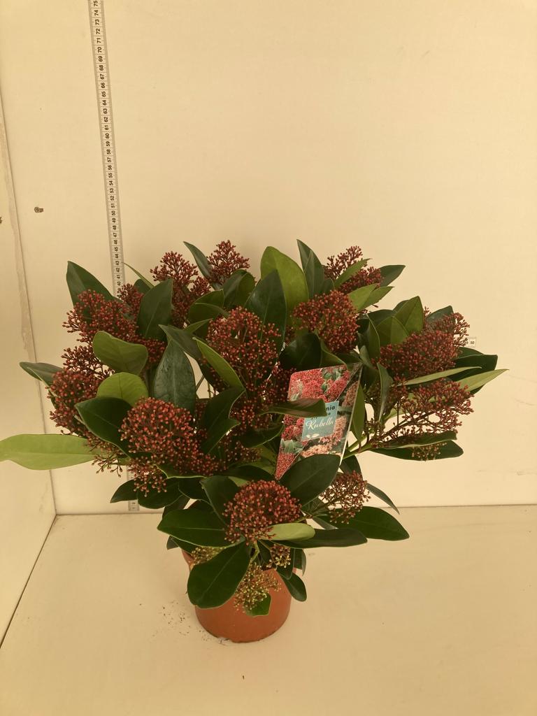 image produit SKIMMIA JAPONICA 'RUBELLA' D17
