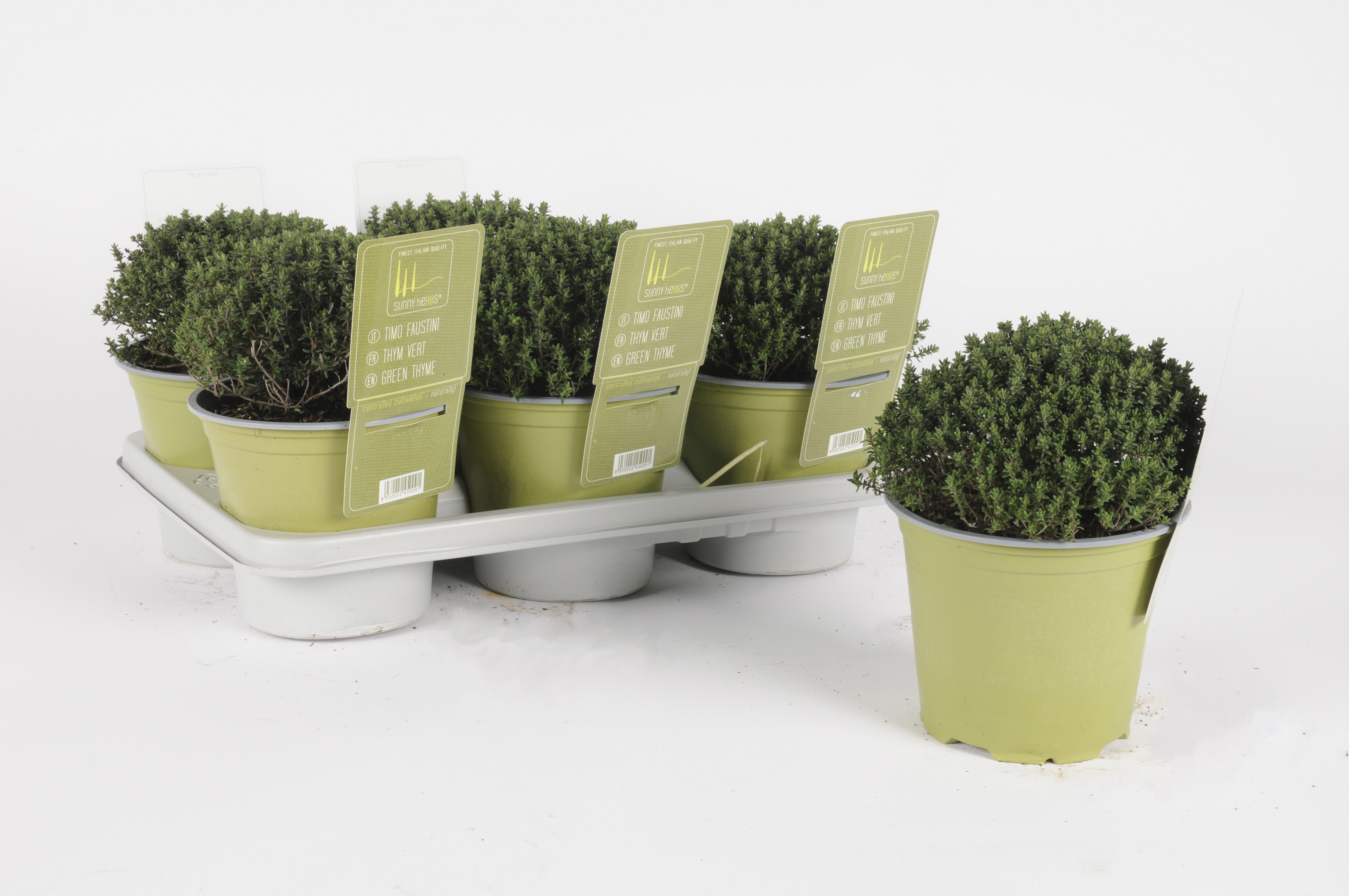 image produit THYM VERT 14 SUNNY HERBS