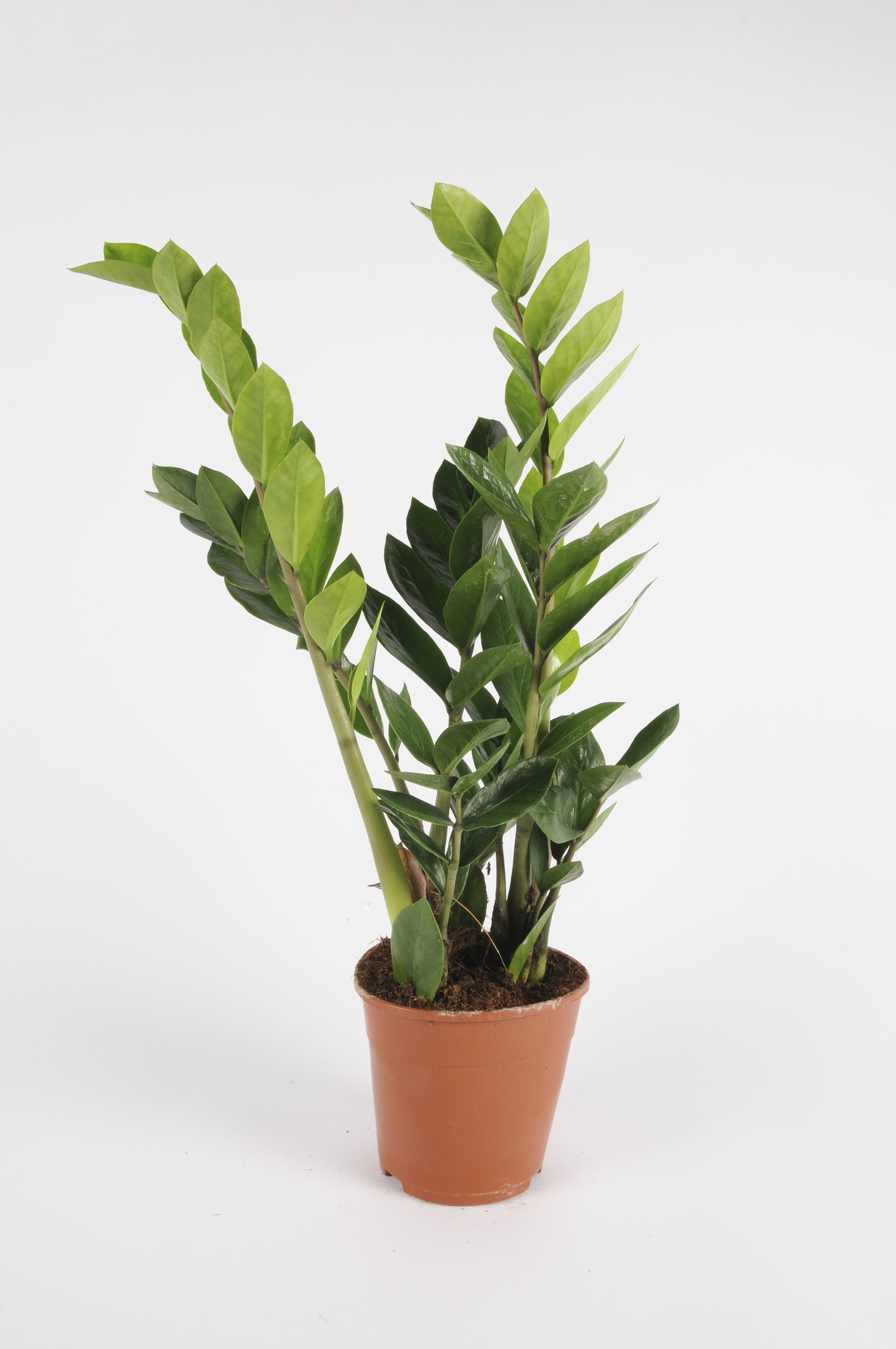 image produit ZAMIOCULCAS ZAMIIFOLIA D12