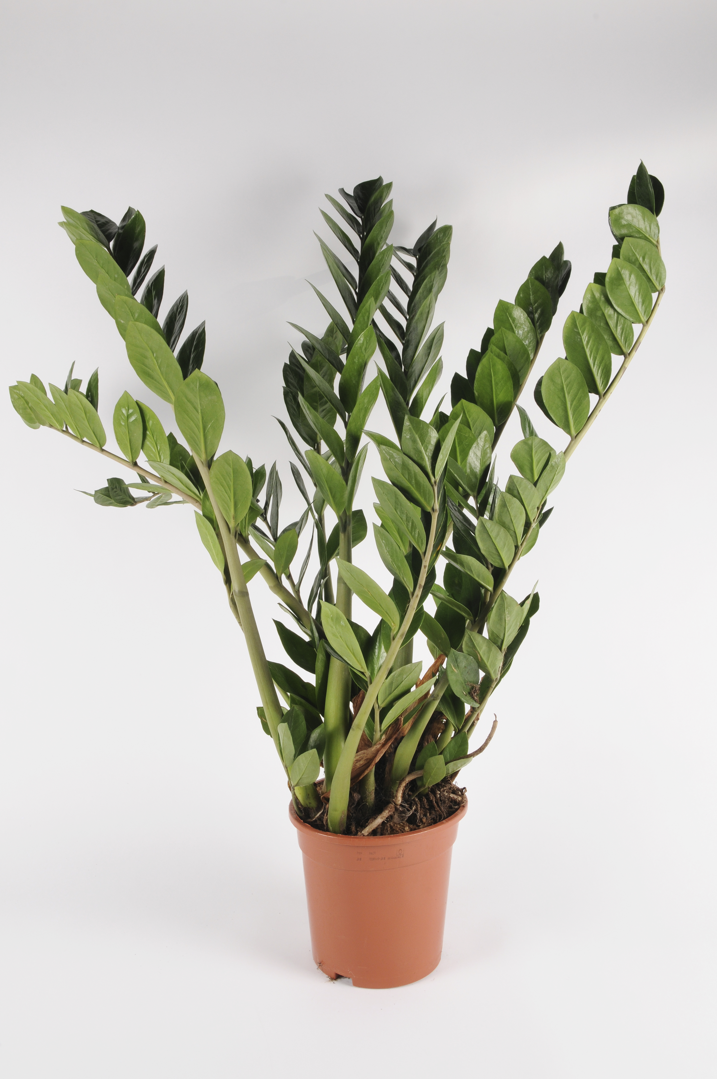 image produit ZAMIOCULCAS ZAMIIFOLIA D21